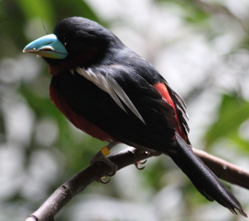 Красногрудый дубоносовый кардинал, черная птичка с красным и белым