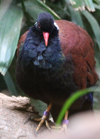 Птица черной и коричневой окраски с красным клювом